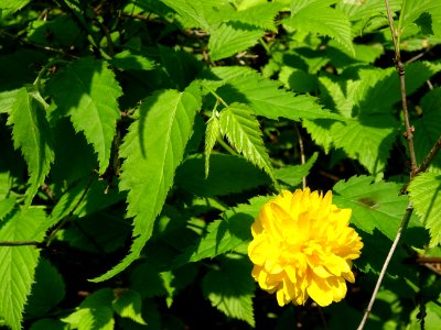 Feuilles et fleur jaune du Corète du Japon à fleurs double… 