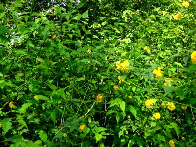 Feuilles et fleurs jaunes du Corète du Japon à fleurs doub… 