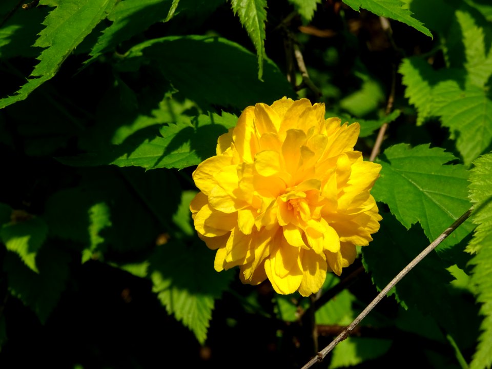 Fleur jaune du Corète du Japon à fleurs doubles, Kerria ja… 