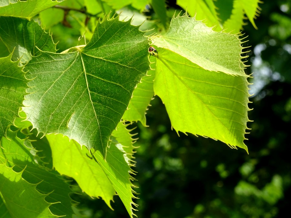 Feuilles du Tilleul de Henry, Tilia henryana, Tiliacées 