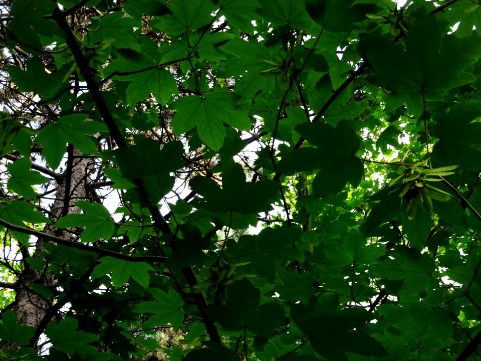 Feuilles et samares de l'Erable sycomore, Acer pseudoplata… 