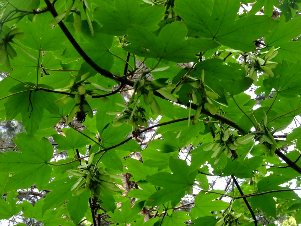 Feuilles et samares de l'Erable sycomore, Acer pseudoplata… 