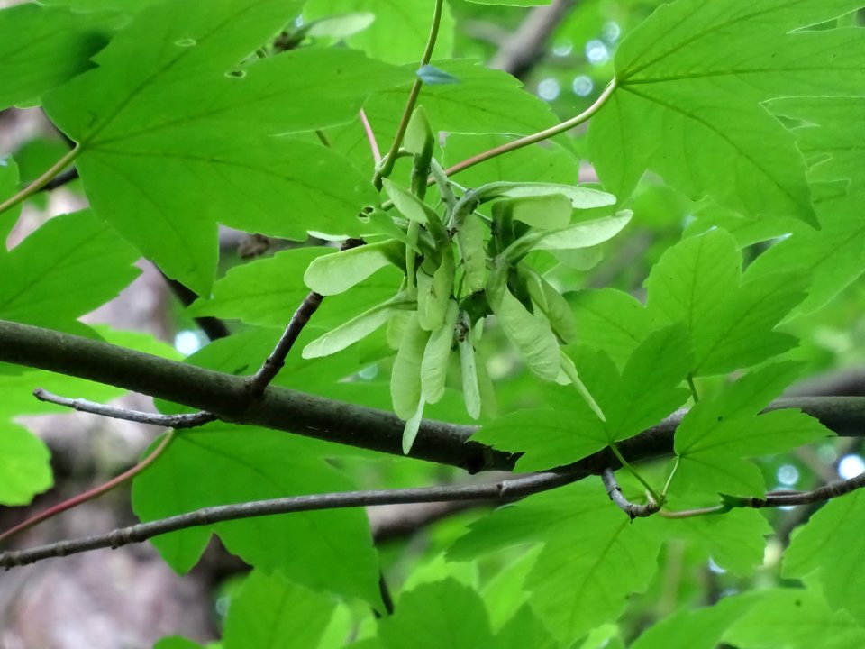 Feuilles et samares de l'Erable sycomore, Acer pseudoplata… 