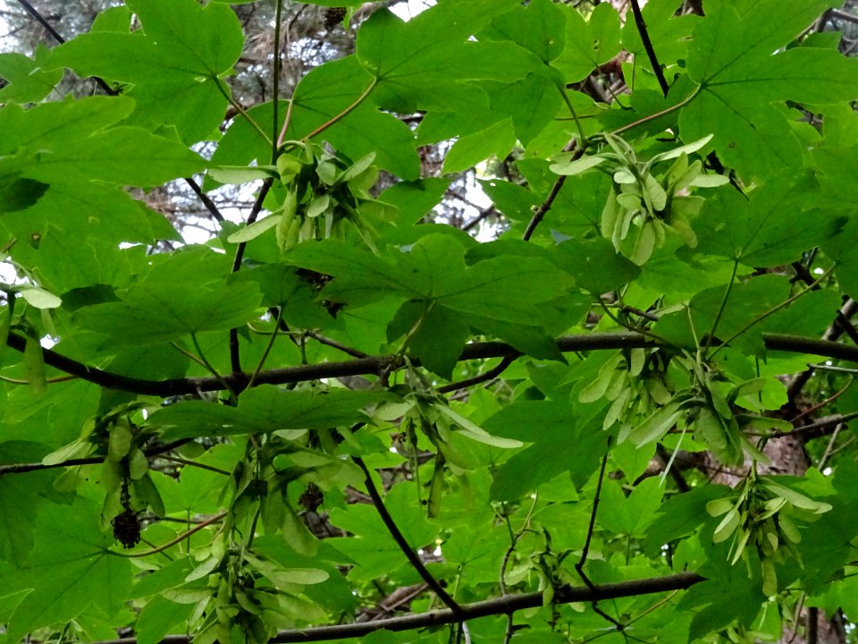 Feuilles et samares de l'Erable sycomore, Acer pseudoplata… 