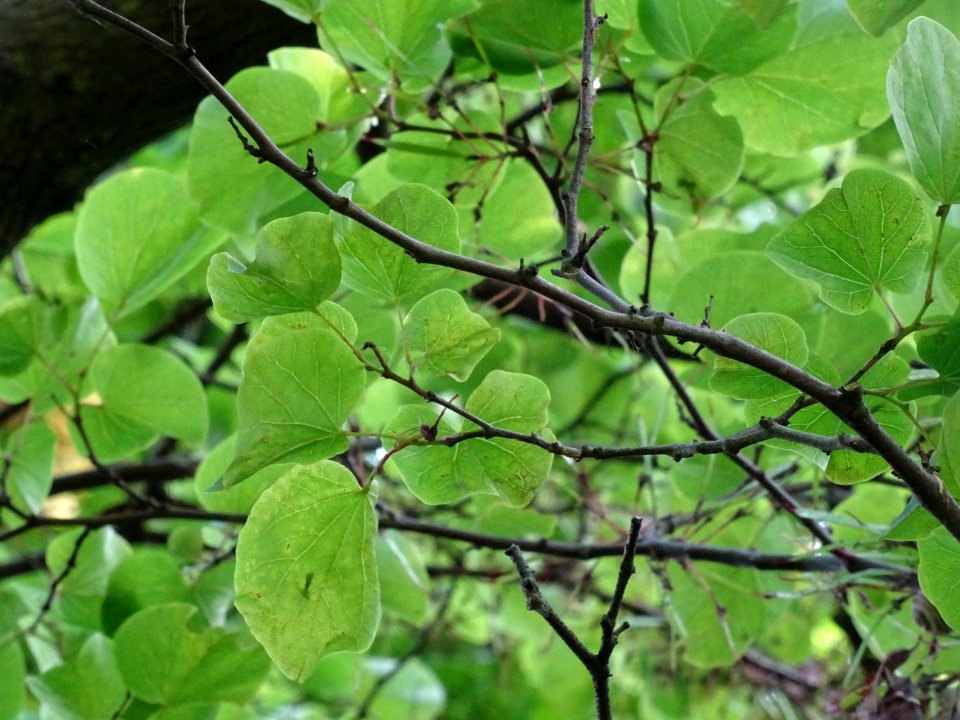 Feuilles de l'Arbre de Judée, Cercis siliquastrum, Césalpi… 