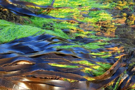Texture marine algae photo