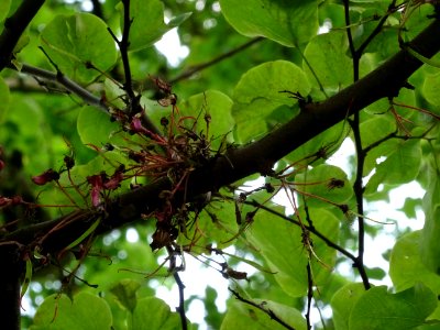 Fleurs fanées de l'Arbre de Judée, Cercis siliquastrum, Cé… photo