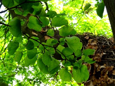 Feuilles de l'Arbre de Judée, Cercis siliquastrum, Césalpi… 