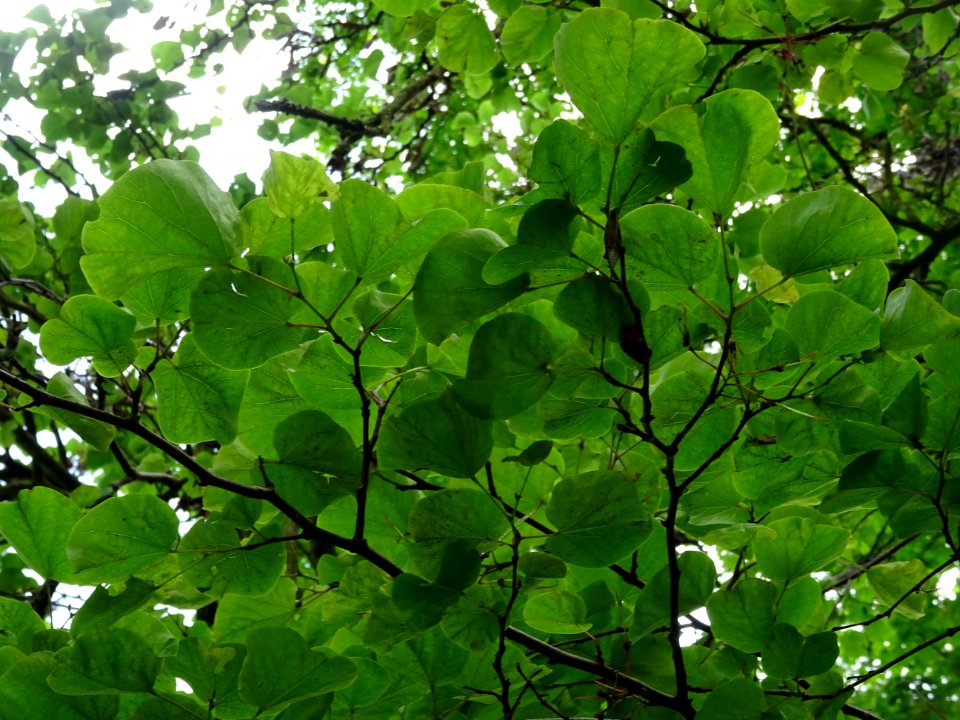 Feuilles de l'Arbre de Judée, Cercis siliquastrum, Césalpi… 