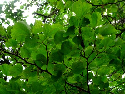 Feuilles de l'Arbre de Judée, Cercis siliquastrum, Césalpi… 
