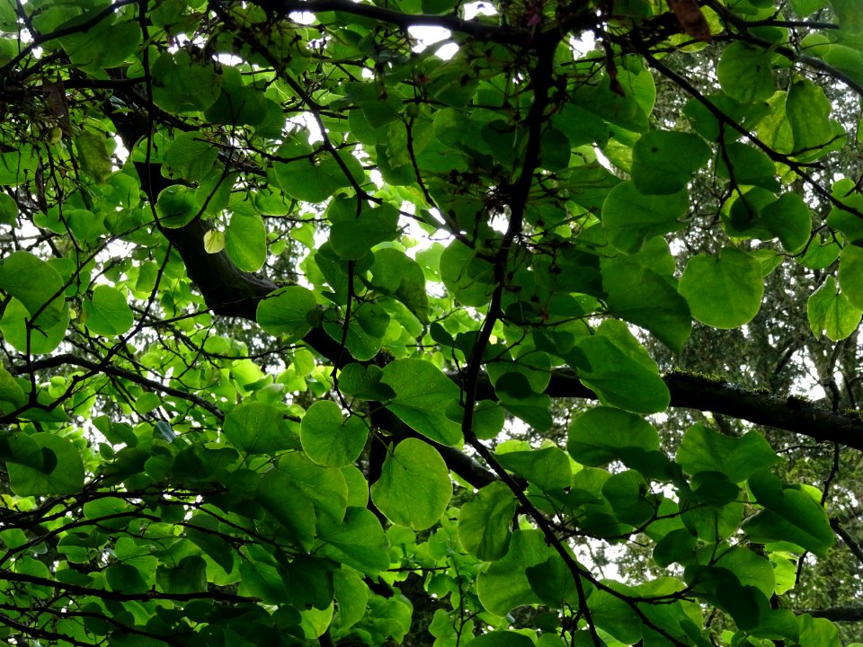 Feuilles de l'Arbre de Judée, Cercis siliquastrum, Césalpi… 