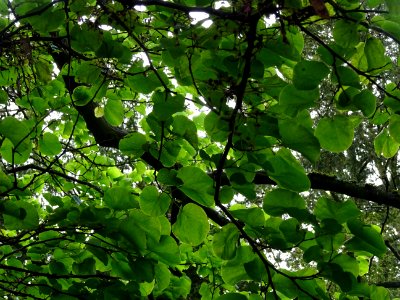 Feuilles de l'Arbre de Judée, Cercis siliquastrum, Césalpi… 