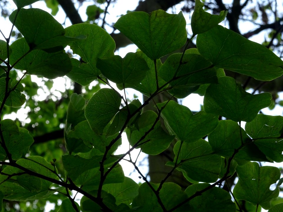 Feuilles de l'Arbre de Judée, Cercis siliquastrum, Césalpi… 