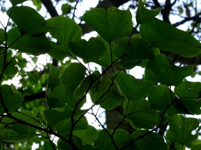 Feuilles de l'Arbre de Judée, Cercis siliquastrum, Césalpi… 
