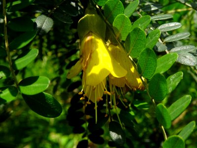 Fleurs jaunes pendantes du Kowhai à petites feuilles, Soph… 