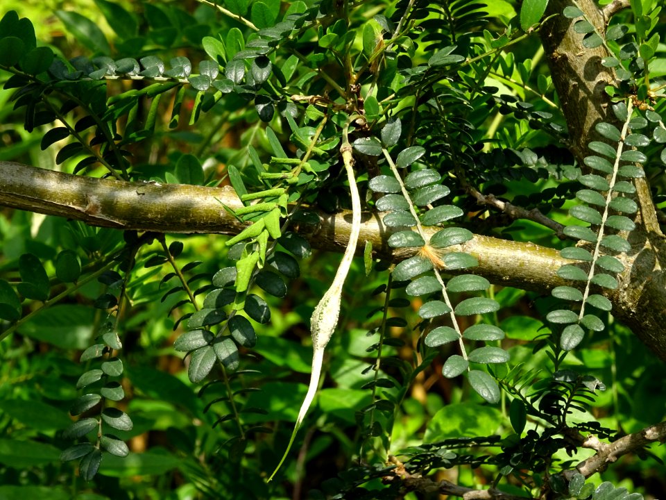 Feuilles et gousse du Kowhai à petites feuilles, Sophora m… 