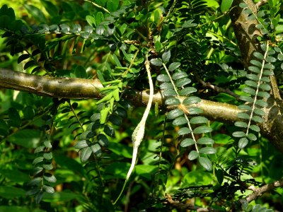 Feuilles et gousse du Kowhai à petites feuilles, Sophora m… 