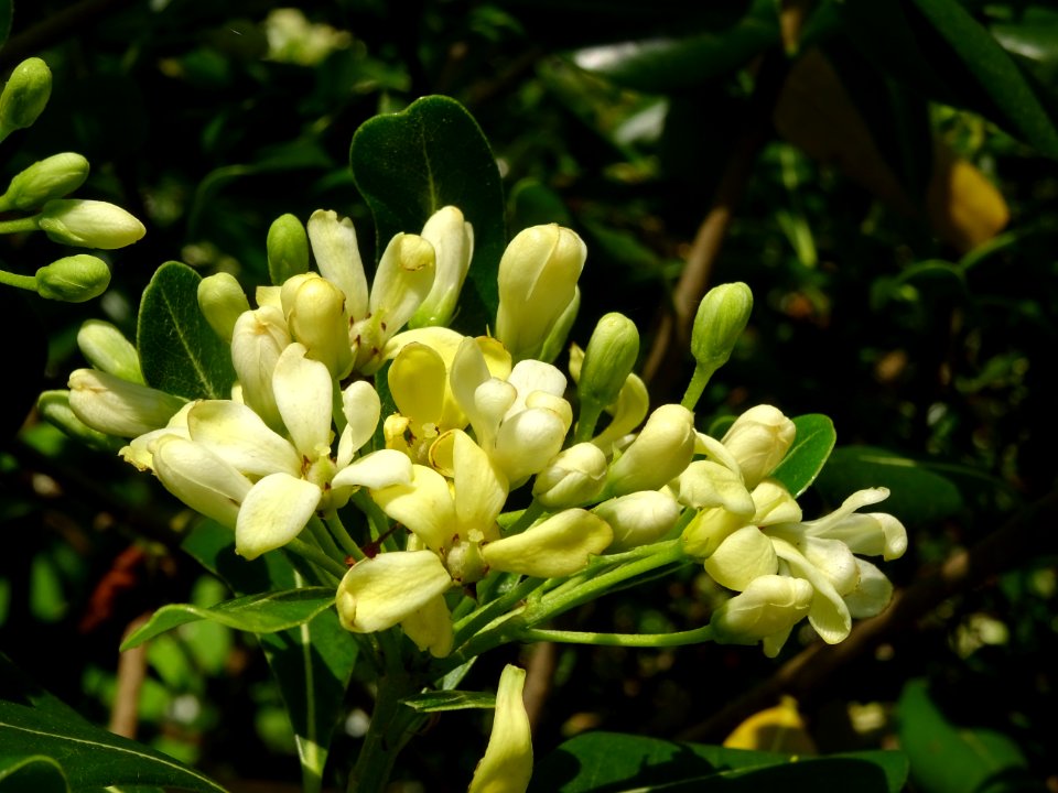 Feuilles et fleurs du Pittospore du Japon, Pittosporum tob… 
