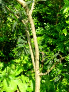 Tronc du Kowhai à petites feuilles, Sophora microphylla 'S… 