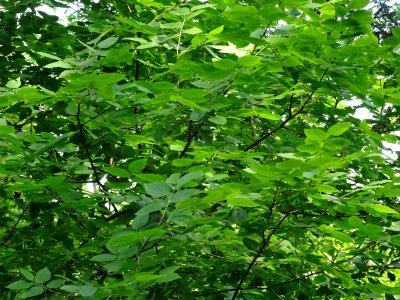 Feuilles du Micocoulier occidental ou Micocoulier de Virgi… 