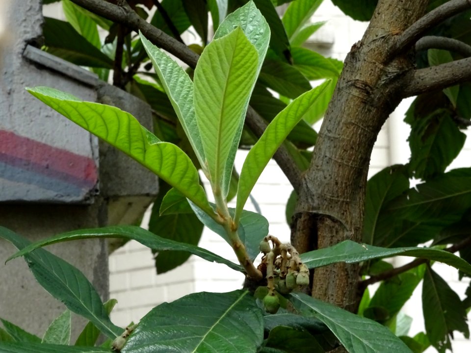 Feuilles et fruits du Néflier du Japon ou bibacier, Eriobo… 