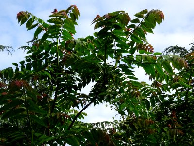 Feuilles d' Ailante glanduleux, Ailanthus altissima, Simar… 