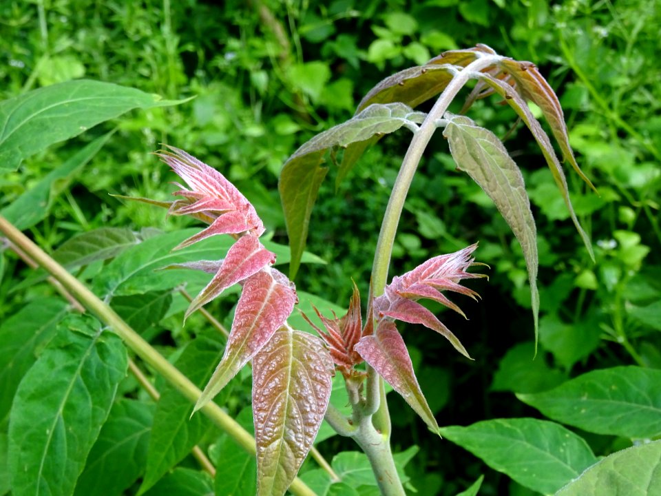 Jeunes feuilles d' Ailante glanduleux, Ailanthus altissima… 