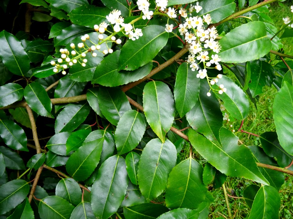 Feuilles et fleurs du Laurier du Portugal, Prunus lusitani… 