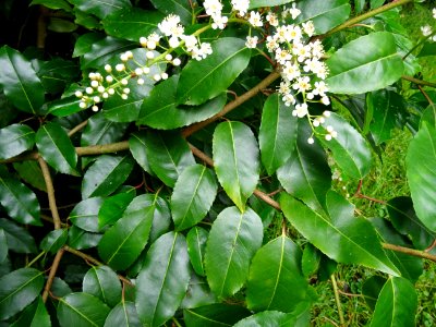 Feuilles et fleurs du Laurier du Portugal, Prunus lusitani… 