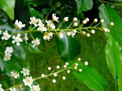 Feuilles et fleurs du Laurier du Portugal, Prunus lusitani… 
