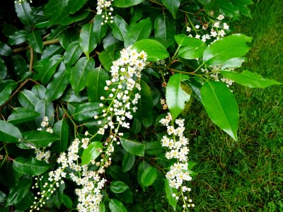 Feuilles et fleurs du Laurier du Portugal, Prunus lusitani… 
