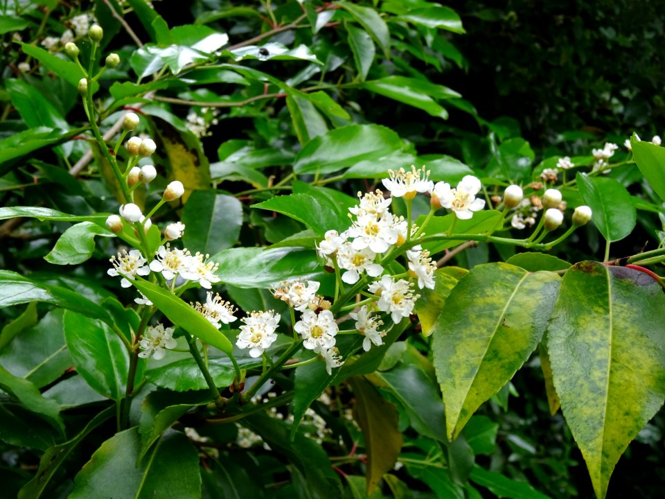 Feuilles et fleurs du Laurier du Portugal, Prunus lusitani… 