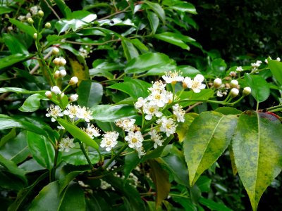 Feuilles et fleurs du Laurier du Portugal, Prunus lusitani… 