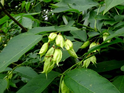Fruits du Staphylier à trois folioles, Staphylea trifolia,… 