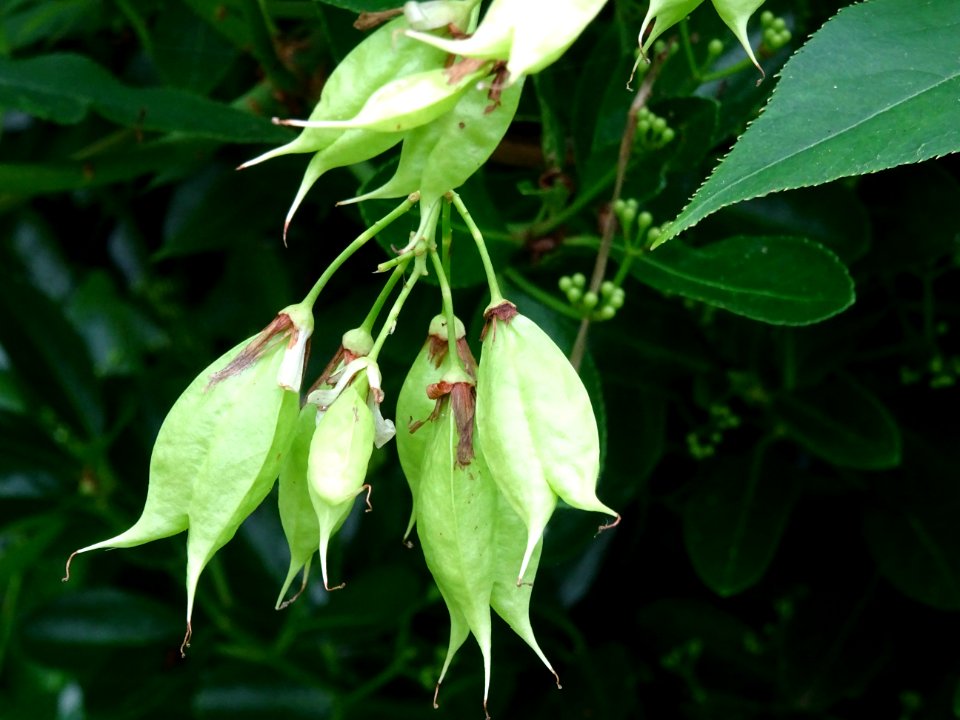 Fruits du Staphylier à trois folioles, Staphylea trifolia,… 