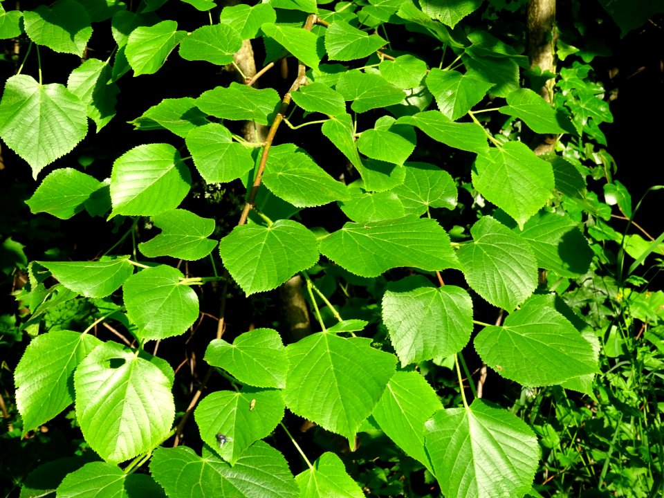 Feuilles du Tilleul à petites feuilles, Tilia cordata, Til… 