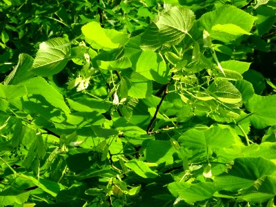Feuilles et fleurs immatures avec bractées du Tilleul à pe… 