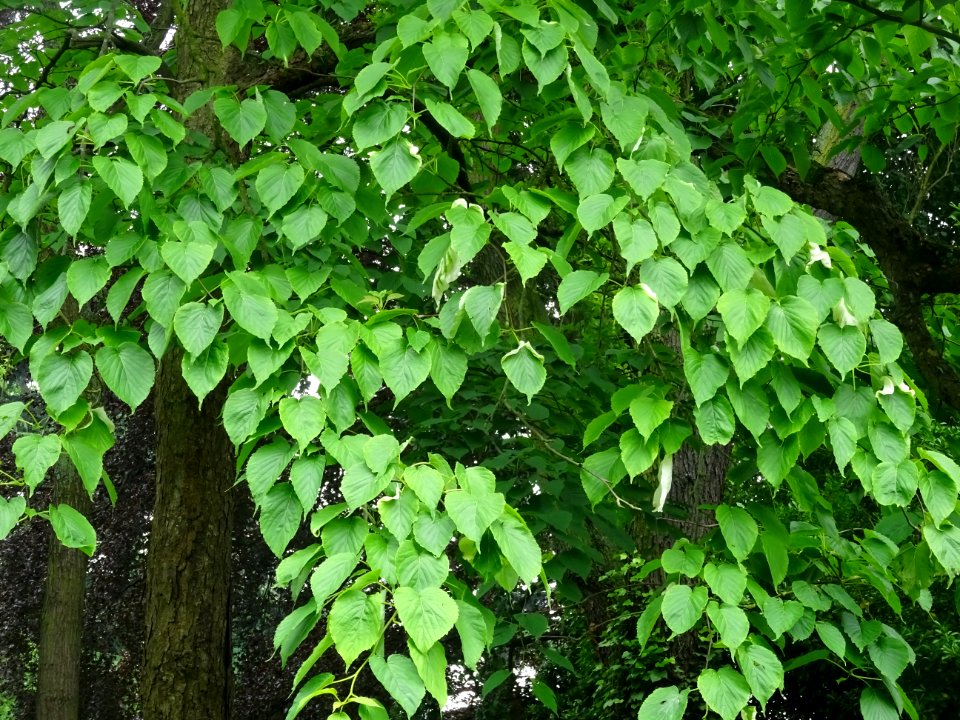 Feuilles de l'Arbre aux mouchoirs, Davidia involucrata, Ny… 
