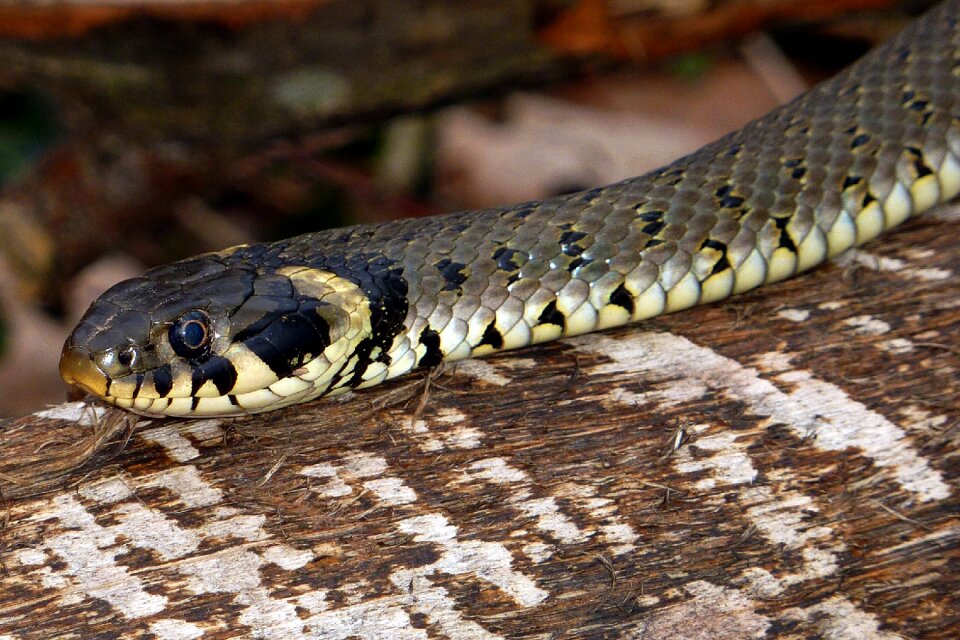 Snake grass snake natrix natrix