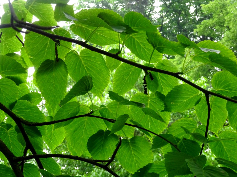 Feuilles de l'Arbre aux mouchoirs, Davidia involucrata, Ny… 