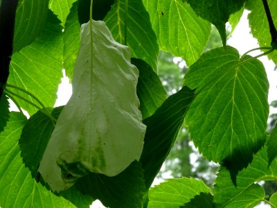 Bractée blanche ressemblant à un mouchoir sur l'Arbre aux … 