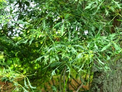 Feuilles du Marronnier lacinié, Aesculus hippocastanum 'La… 