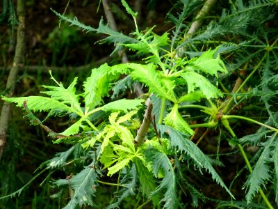 Feuilles du Marronnier lacinié, Aesculus hippocastanum 'La… 