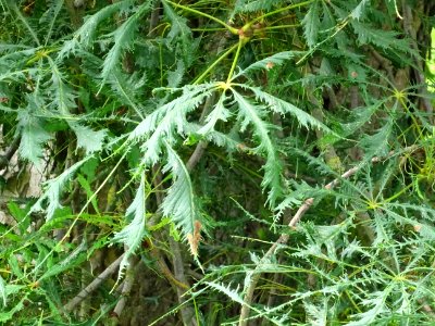 Feuilles du Marronnier lacinié, Aesculus hippocastanum 'La… 