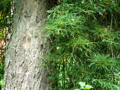 Tronc et feuilles du Marronnier lacinié, Aesculus hippocas… 