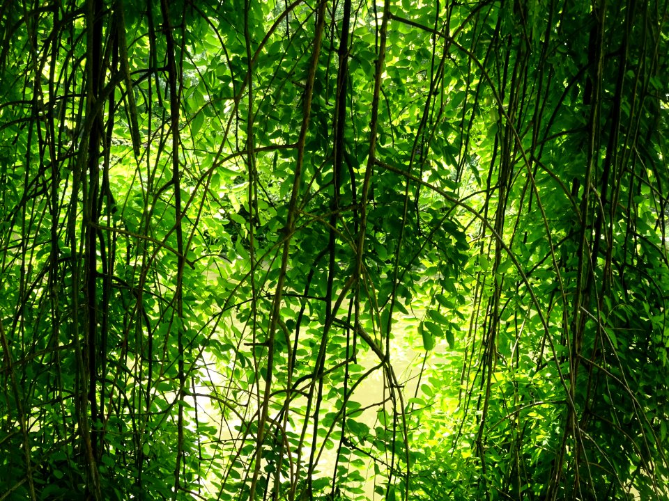 Rameaux et feuilles du Robinier faux-acacia pleureur, Robi… 