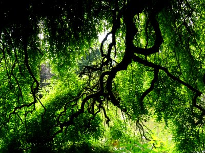 Branches et feuilles du Robinier faux-acacia pleureur, Rob… 