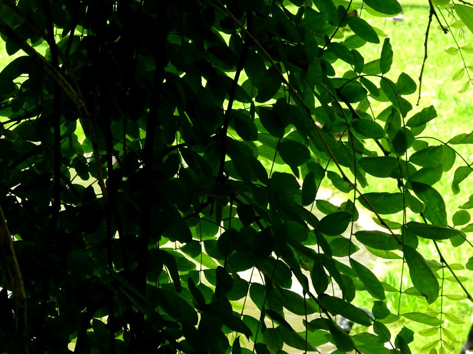 Feuilles du Robinier faux-acacia pleureur, Robinia pseudoa… 
