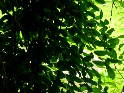Feuilles du Robinier faux-acacia pleureur, Robinia pseudoa… 