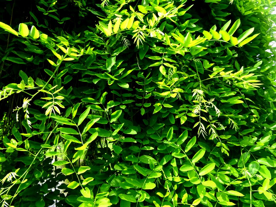 Feuilles du Robinier faux-acacia pleureur, Robinia pseudoa… 